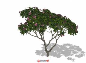 精品3D植物雞蛋花樹，可直接用于渲染-4