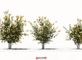 精品3D植物黃花小喬灌木-5