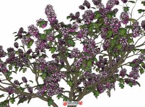 精品3D植物泡桐樹/庭院樹-6
