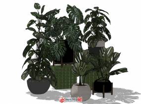 分享幾盆很有ins風的綠色植物盆栽SketchUp模型-9