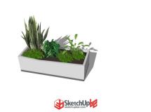小植物-1