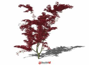 超精細(xì)的紅楓-1