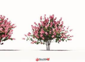 精品3D植物小喬灌木，可直接用于渲染-3